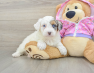 8 week old Mini Aussiedoodle Puppy For Sale - Lone Star Pups
