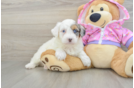 Energetic Aussie Poo Poodle Mix Puppy