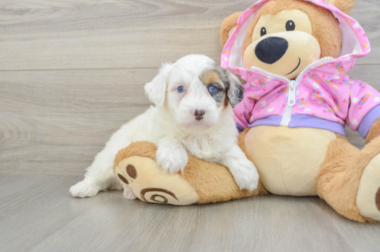 Energetic Aussie Poo Poodle Mix Puppy