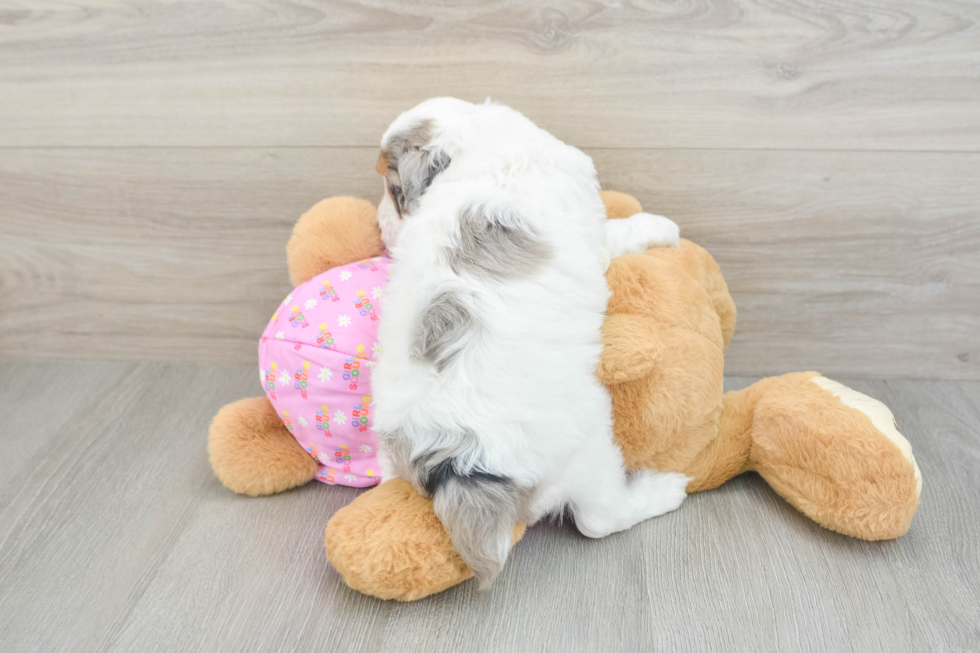 Sweet Mini Aussiedoodle Baby