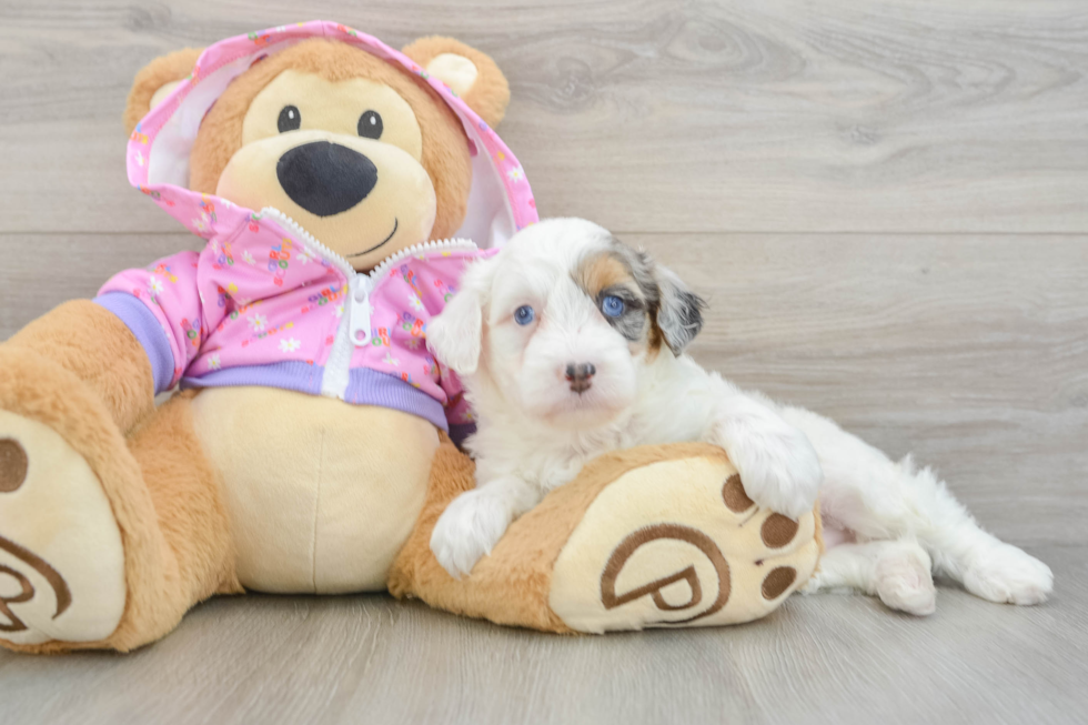 Best Mini Aussiedoodle Baby