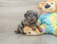 8 week old Mini Aussiedoodle Puppy For Sale - Lone Star Pups
