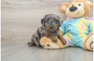 Best Mini Aussiedoodle Baby