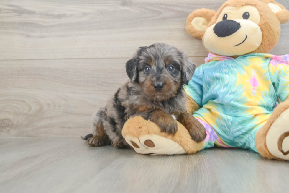 Best Mini Aussiedoodle Baby