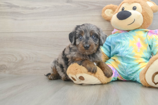 Best Mini Aussiedoodle Baby