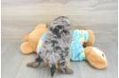 Happy Mini Aussiedoodle Baby