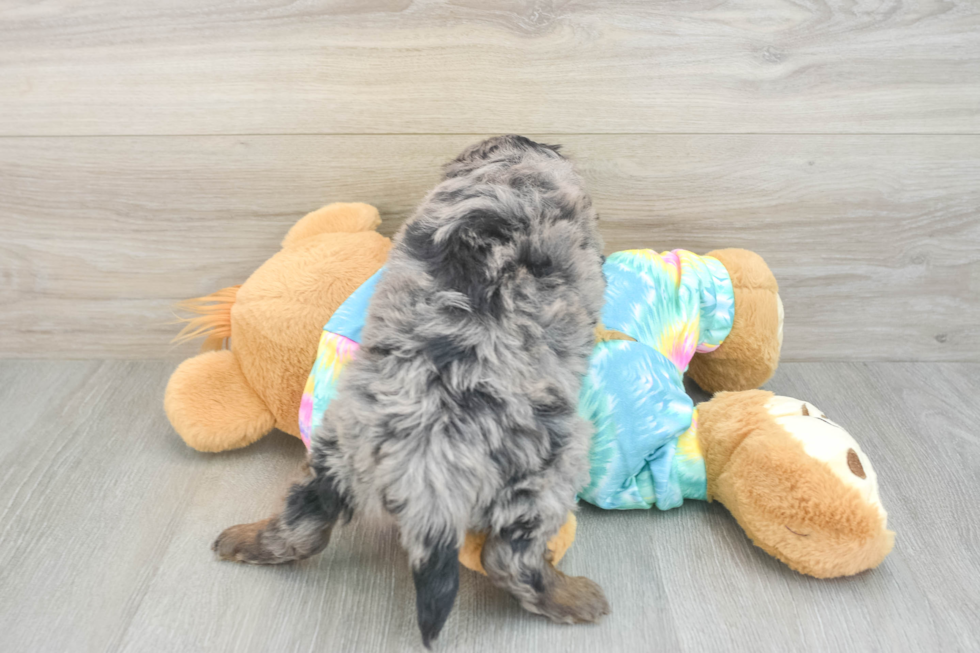 Happy Mini Aussiedoodle Baby