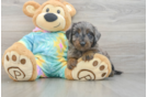 Mini Aussiedoodle Puppy for Adoption