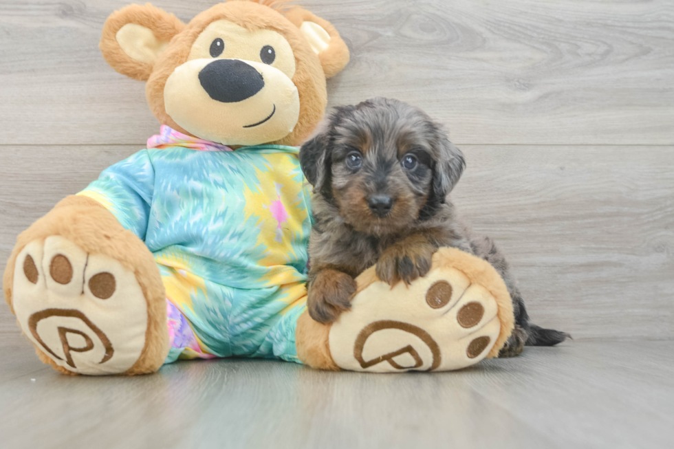 Mini Aussiedoodle Puppy for Adoption
