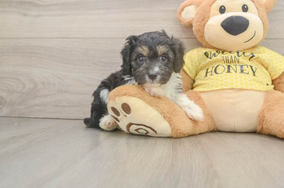 5 week old Mini Aussiedoodle Puppy For Sale - Lone Star Pups