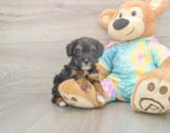 7 week old Mini Aussiedoodle Puppy For Sale - Lone Star Pups