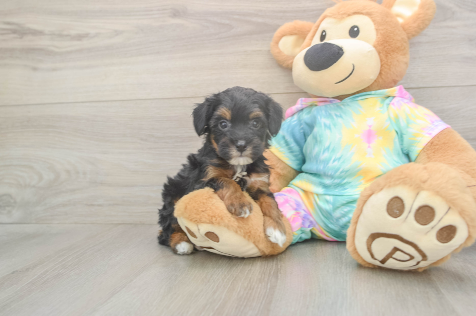 6 week old Mini Aussiedoodle Puppy For Sale - Lone Star Pups