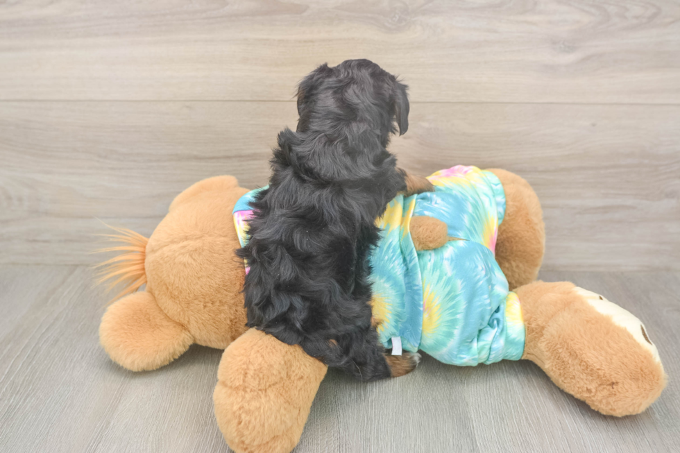 Mini Aussiedoodle Pup Being Cute