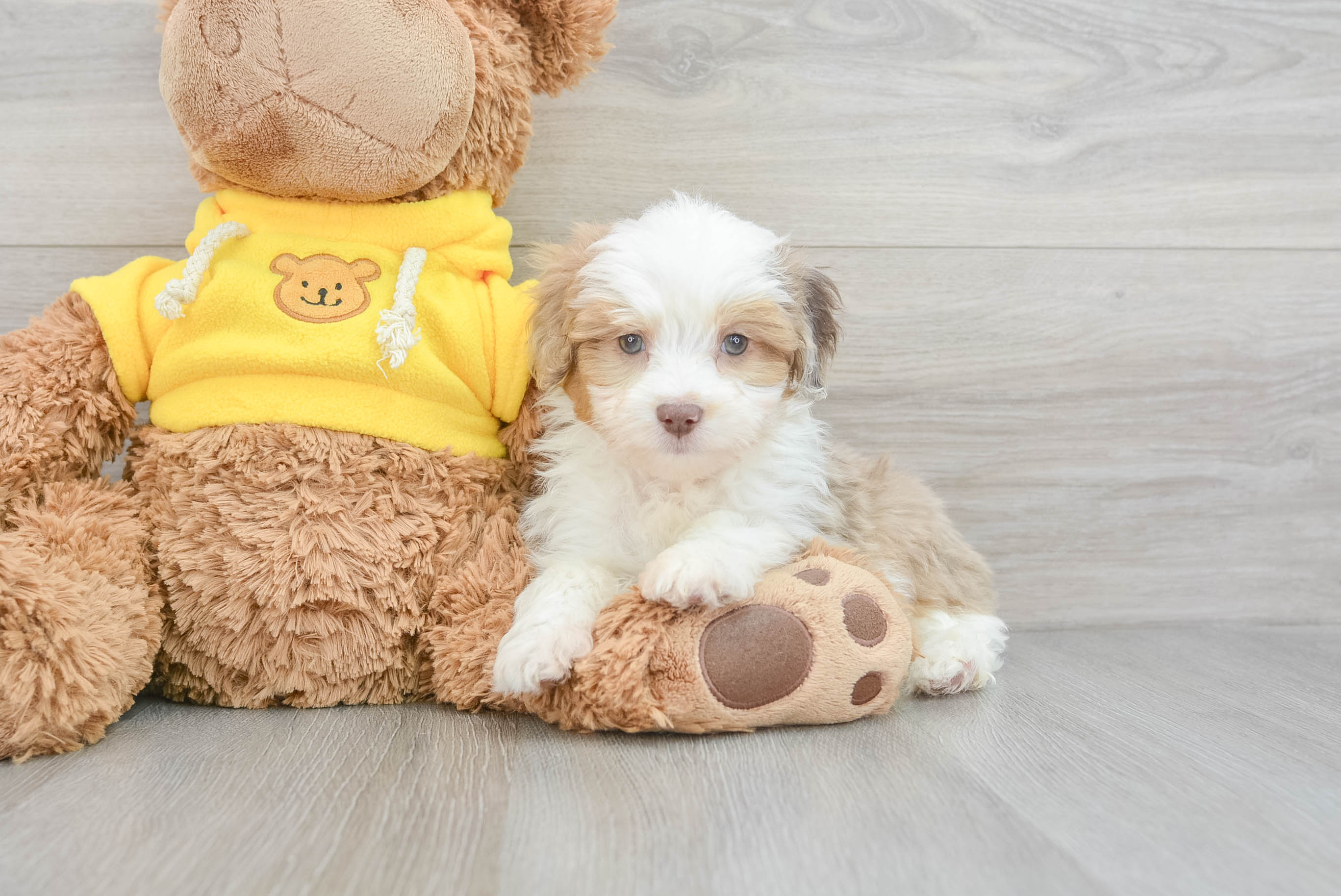 Mini Aussiedoodle Puppy for Adoption