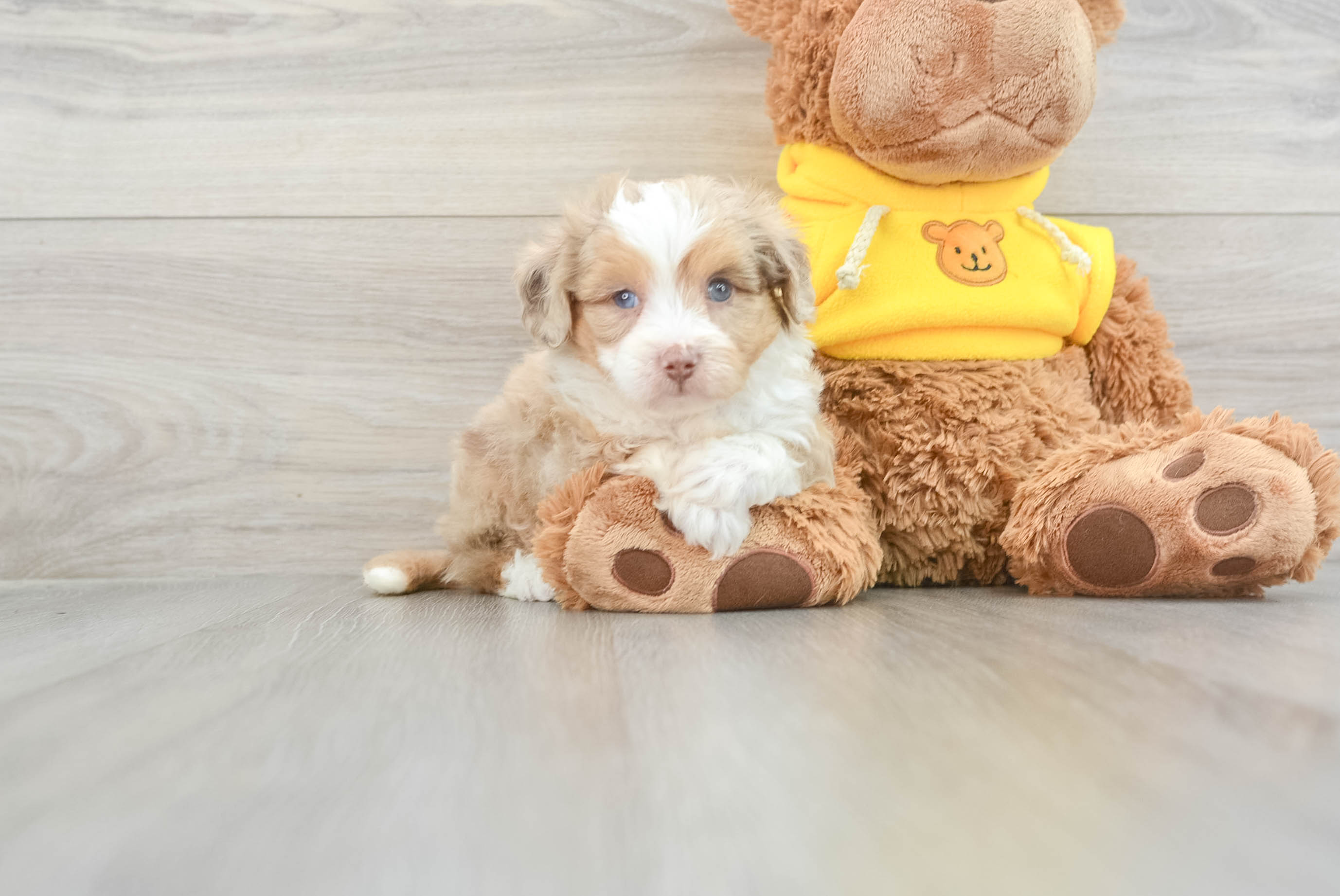 Cute Mini Aussiedoodle Pongo 3lb 5oz Doodle Puppy