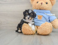 7 week old Mini Aussiedoodle Puppy For Sale - Lone Star Pups