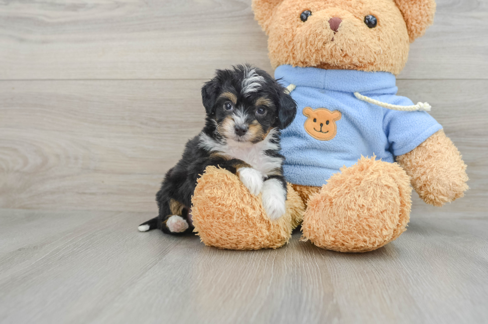 7 week old Mini Aussiedoodle Puppy For Sale - Lone Star Pups