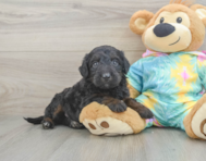8 week old Mini Aussiedoodle Puppy For Sale - Lone Star Pups