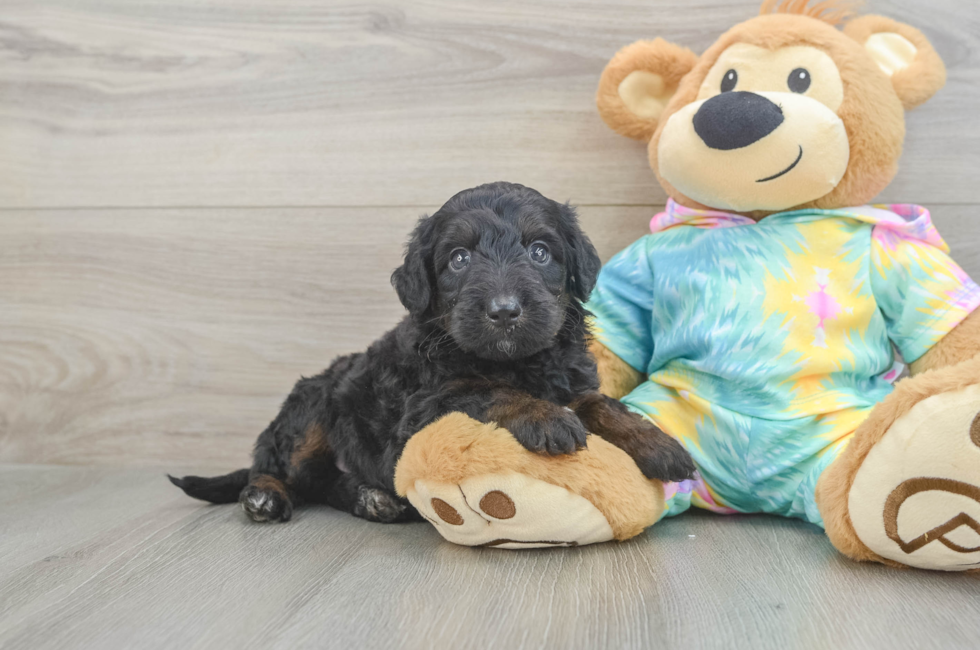 5 week old Mini Aussiedoodle Puppy For Sale - Lone Star Pups
