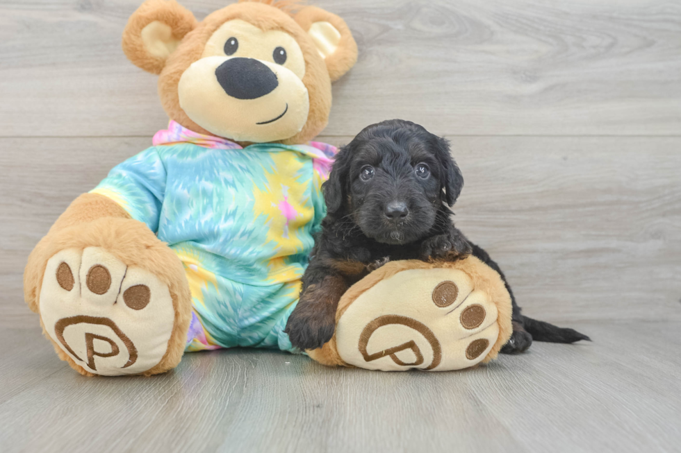 Mini Aussiedoodle Puppy for Adoption