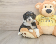 8 week old Mini Aussiedoodle Puppy For Sale - Lone Star Pups