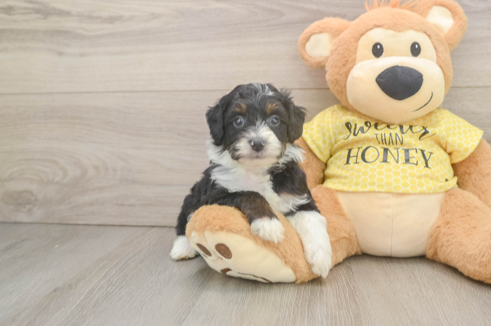 5 week old Mini Aussiedoodle Puppy For Sale - Lone Star Pups