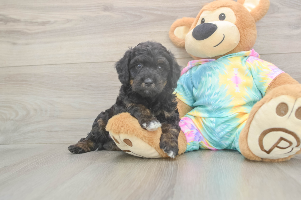 6 week old Mini Aussiedoodle Puppy For Sale - Lone Star Pups