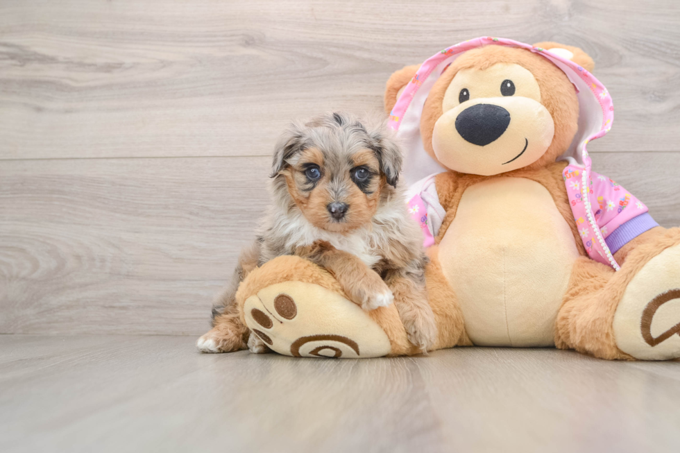 Mini Aussiedoodle Pup Being Cute