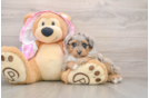 Fluffy Mini Aussiedoodle Poodle Mix Pup
