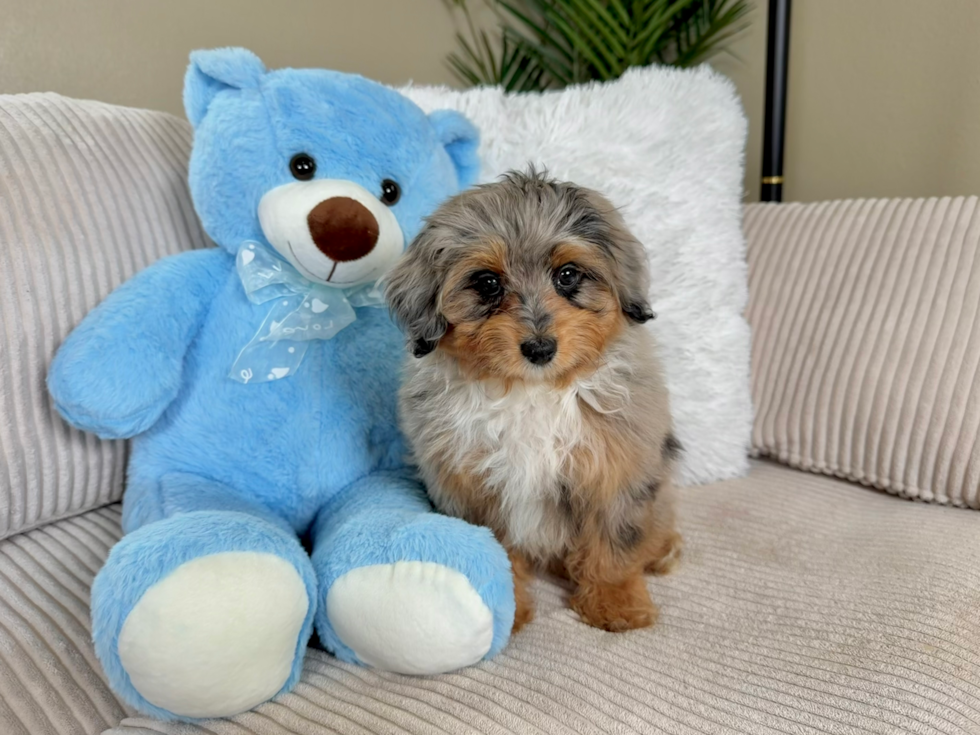 Cute Aussie Poo Poodle Mix Puppy