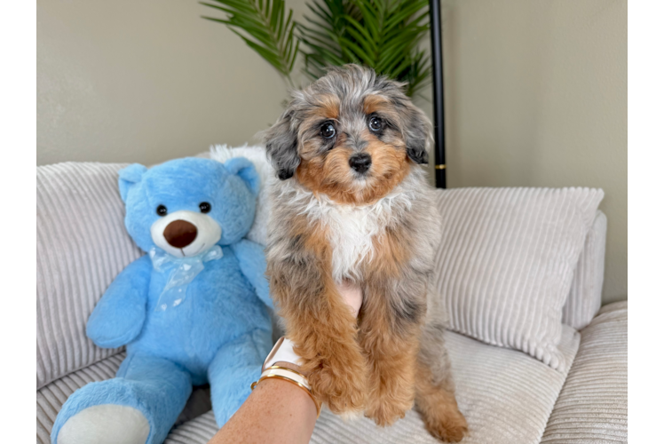 Cute Aussiepoo Poodle Mix Puppy