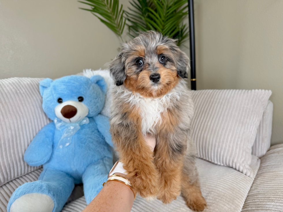 Cute Aussiepoo Poodle Mix Puppy