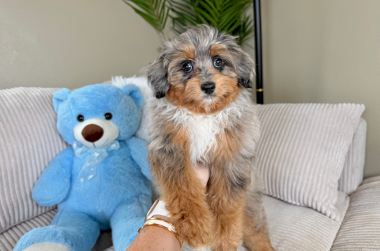 Cute Aussiepoo Poodle Mix Puppy
