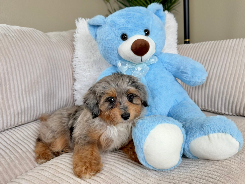 Cute Mini Aussiedoodle Baby