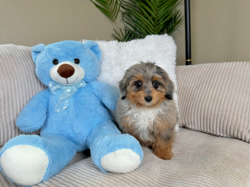 Best Mini Aussiedoodle Baby