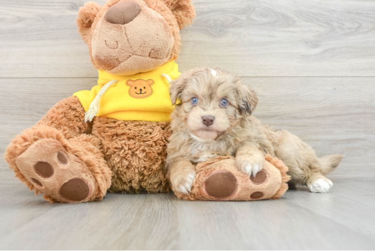 Mini Aussiedoodle Pup Being Cute