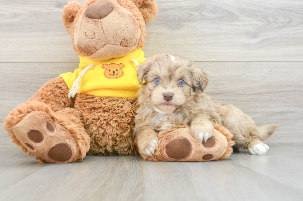 6 week old Mini Aussiedoodle Puppy For Sale - Lone Star Pups