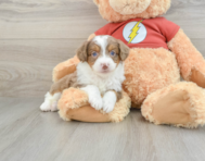 7 week old Mini Aussiedoodle Puppy For Sale - Lone Star Pups