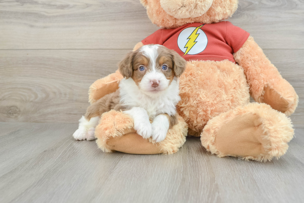 Best Mini Aussiedoodle Baby