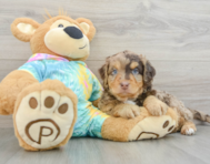 7 week old Mini Aussiedoodle Puppy For Sale - Lone Star Pups