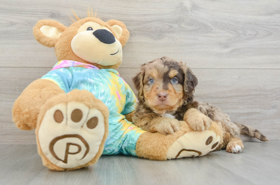 7 week old Mini Aussiedoodle Puppy For Sale - Lone Star Pups