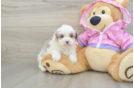 Mini Aussiedoodle Puppy for Adoption