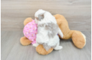 Cute Mini Aussiedoodle Baby