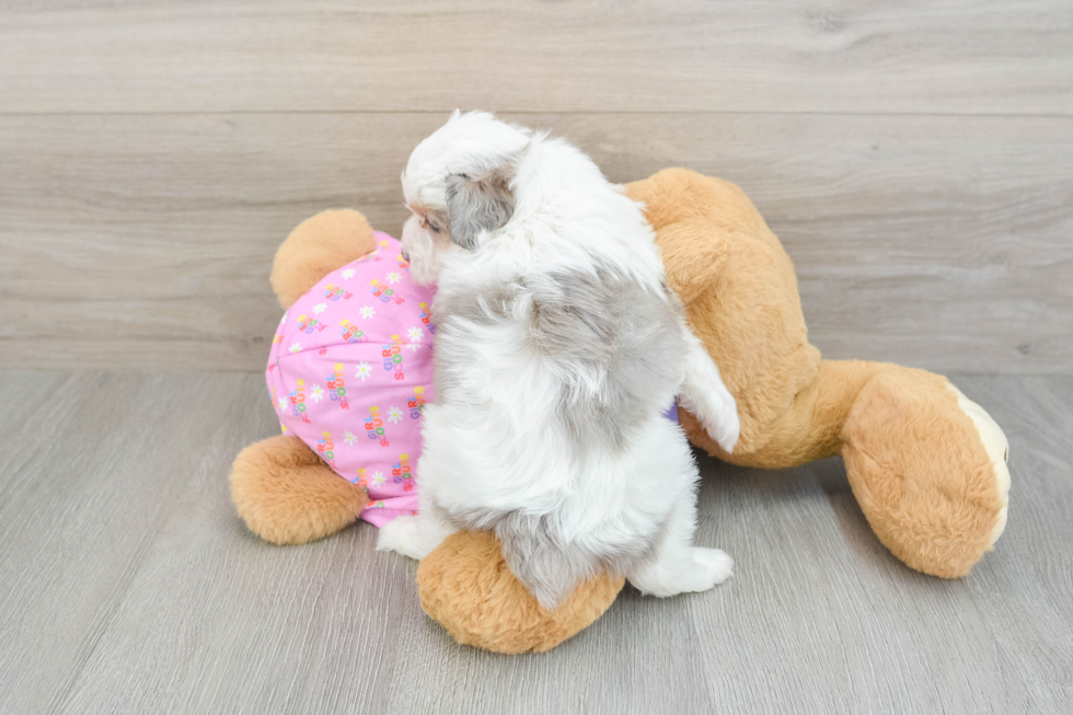 Cute Mini Aussiedoodle Baby