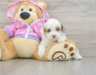 8 week old Mini Aussiedoodle Puppy For Sale - Lone Star Pups