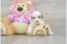 Small Mini Aussiedoodle Baby