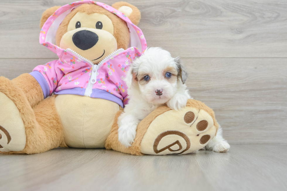 Small Mini Aussiedoodle Baby