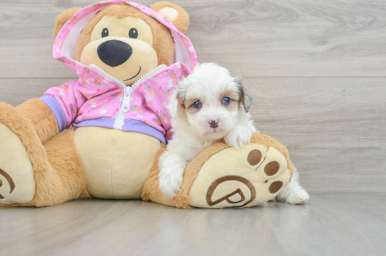 Small Mini Aussiedoodle Baby