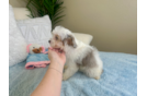 Cute Aussie Poo Poodle Mix Puppy