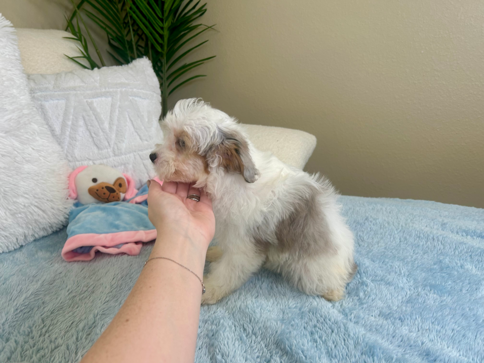 Cute Aussie Poo Poodle Mix Puppy